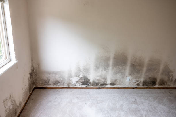 Best Black Mold Removal  in Monroeville, PA